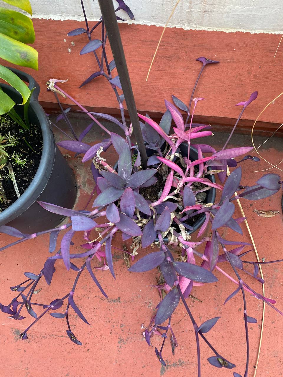 Tradescaticia pallida